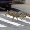 Coyote Pretty: Videos Show Coyote Prancing In Battery Park